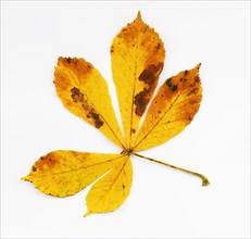 Autumn coloured chestnut leaf