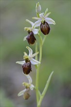 Black ophrys