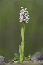 Spotted milky orchid