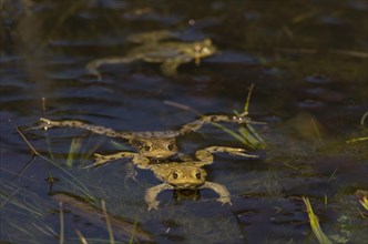 Common toad