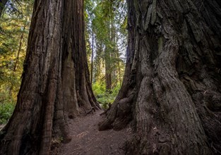 Trunks of two redwoods