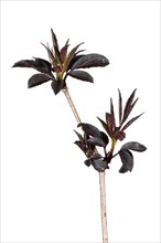 Black elderberry Black Beauty