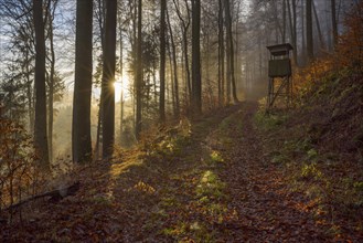 Forest Path and Hunting Blind at Sunrise