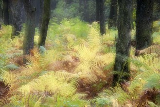Forest with ferns in autumn