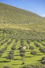 Olive grove near Custonaci