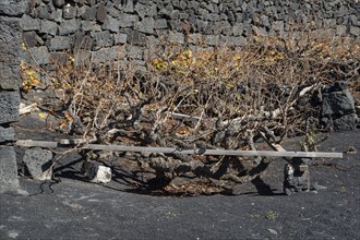 Vines with walls of lava rock