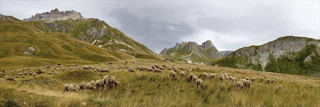 Flock of sheep near Valloire