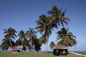 Palm grove in front of beach