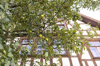 Apples hanging from the apple tree in front of the Luther House