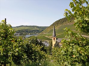 Senheim near Cochem Moselle St. Katharina Vineyards Hunsrueck