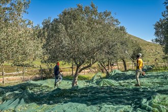 Olive harvest near Custonaci