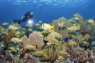 Diver looking at typical Caribbean coral reef with intact population of various soft corals