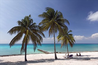 Sandy beach beach with palm trees