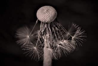 The last seeds of a withered dandelion