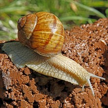 Burgundy snail