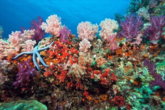 Living coral reef with colourful soft corals