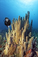 Divers looking at pillar coral