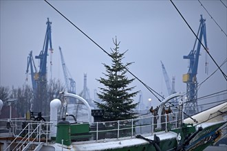 Christmas tree on the museum ship Rickmer Rickmers in front of cranes at the harbour