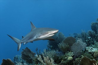 Juvenile caribbean reef shark