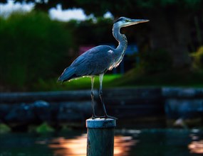 Grey heron