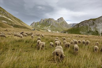 Flock of sheep near Valloire