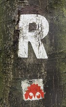 Marking R for Rennsteig on a tree