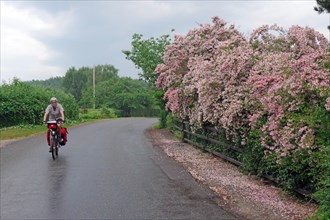 Cyclist with luggage in front of flowering lilac hedge