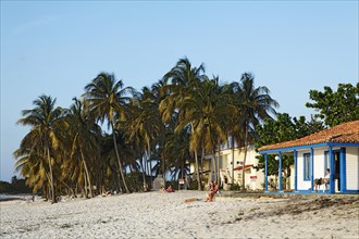 Beach Palm and Bungalows