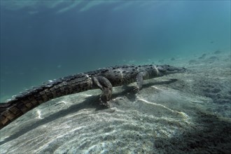 Pointed crocodile