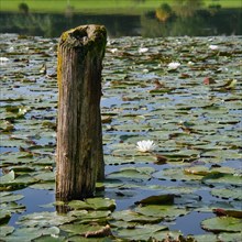 Water lilies with wooden poles and reflections