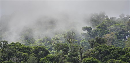 Rainforest with fog