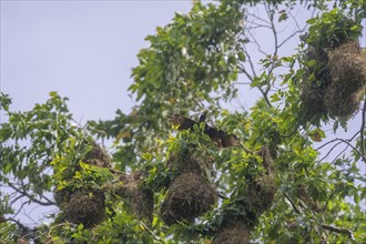Nests of the montezuma oropendola