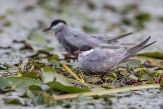 Two White-bearded Terns