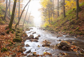 Zellerache flows through autumn forest in morning mist