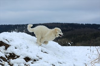 Kuvasz romps in the snow and runs