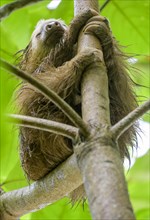 Wet hoffmann's two-toed sloth