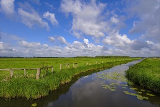 Wet meadow in the Ochsenmoor on the Duemmer