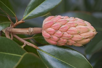 Southern magnolia