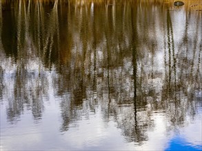 Trees reflected in the water of the Denstorf gravel pit near Braunschweig