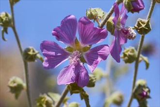 Spring in Crete