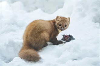 European pine marten