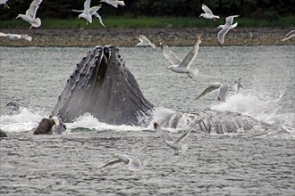 Two humpback whales hunting