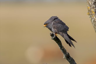 Red-footed falcon
