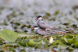 Two White-bearded Terns