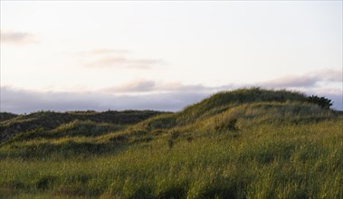 Overgrown dune landscape