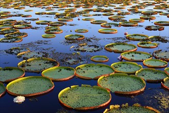 Leaves of the amazon water lily