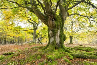 Knotty copper beech