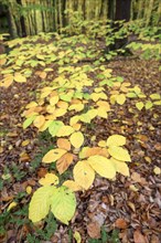 Beech branch in autumn