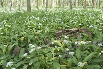 Mass stand of ramsons