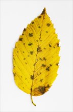Autumnal discoloured elm leaf